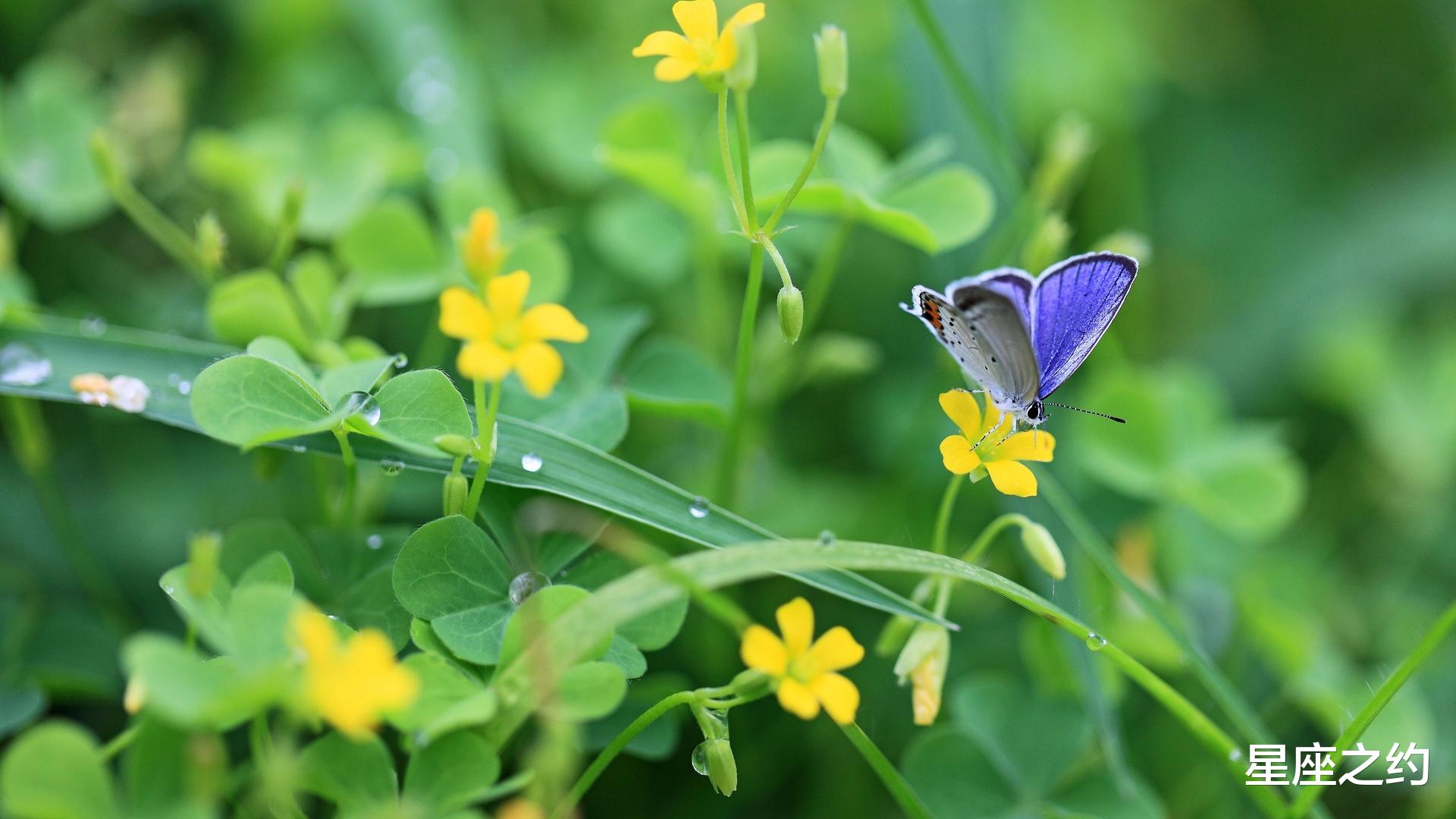 白羊座|在10月下旬，青鸟相思，喜逢佳缘，心花怒放的三大星座