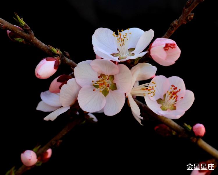 「巨蟹座」6月15号，迎来人生上上签的生肖，一帆风顺，财运大吉，直奔成功