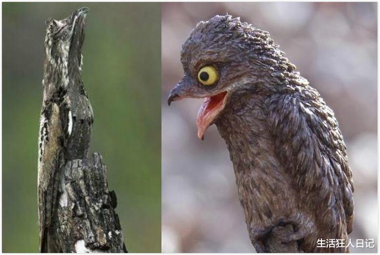『』飞不过天敌怎么办？这种鸟类出生起就装成树，为躲避天敌也是拼了