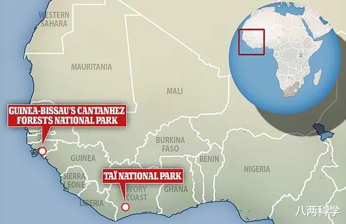 黑猩猩|动物会感染人类病毒吗?黑猩猩感染麻风病,满脸疙瘩,科学家无法治疗!