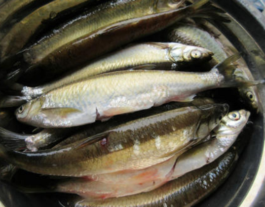 『带鱼』公认最好吃的五种鱼，吃过三种不算啥，全吃过的才是真正的吃货
