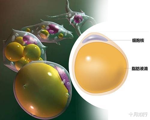 运动|出汗越多燃脂效果越好，瘦得就越快？先了解脂肪是怎么被排出的吧