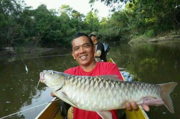 #马来西亚#马来西亚“最贵”的鱼，一口200，当地人吃不起，专卖给中国游客