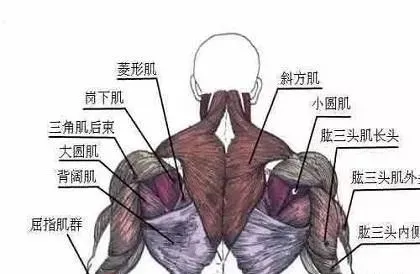「」打破传统的背部训练套路，6个分区，3种动作模式，打造完美背部！