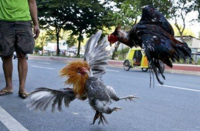 海峡军情|不幸消息！一名警察在突袭搜查中被一只鸡杀死