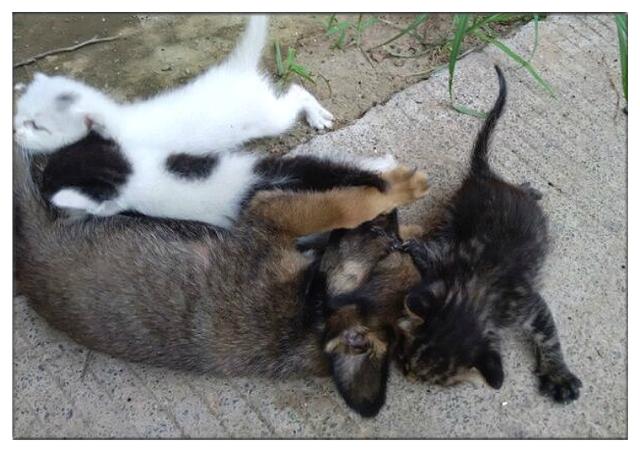 母猫孩子被送人后收养小猫当孩子，生二胎后离世，小猫当起了妈妈