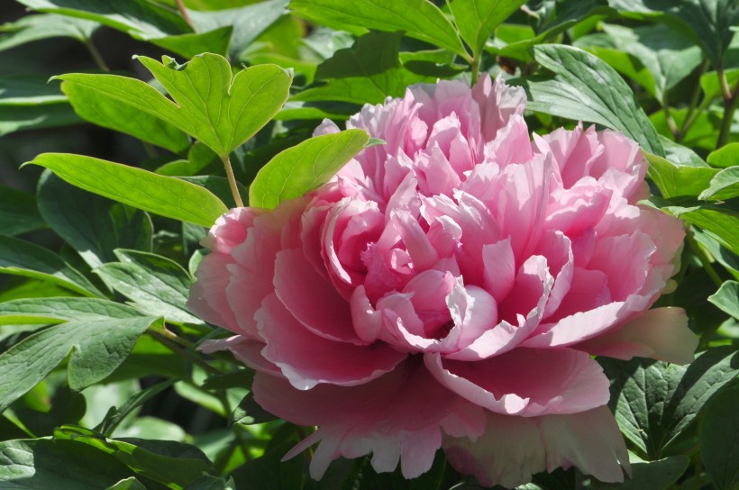 生肖：7月起，姻缘缠绕，将旧情复燃，出双入对形影不离的四大生肖