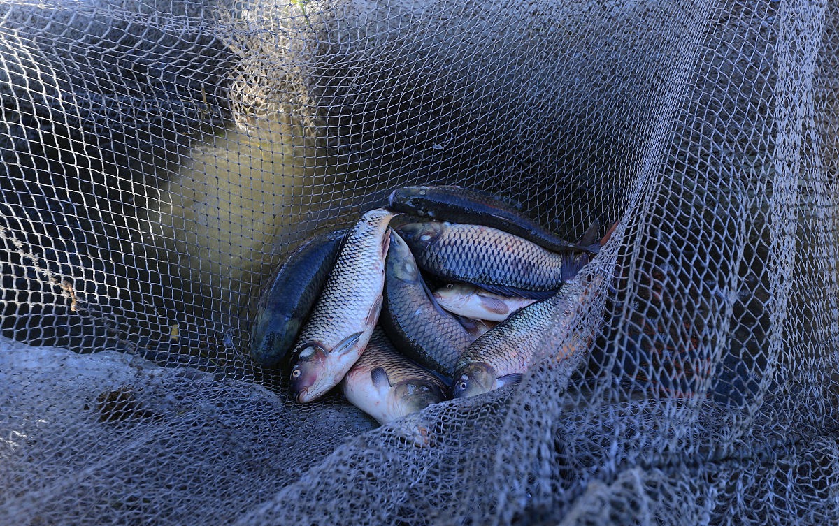 |钓鱼遇到有口打不到鱼？上鱼时经常跑鱼？今天给大家分享一下原因，和解决方法