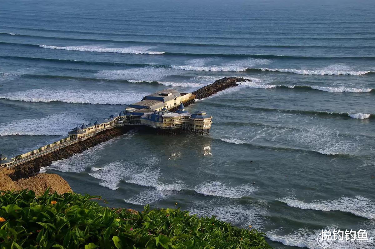 秘鲁|秘鲁渔场的鱼是真的多，全员出动钓上来四五百斤……