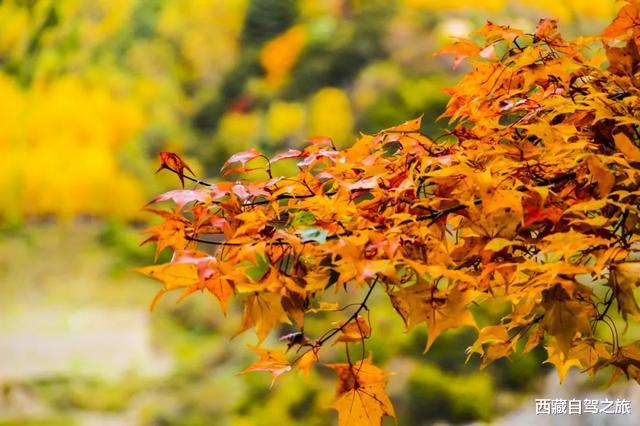 南京|川西红叶彩林攻略来了，错过这次再等一年