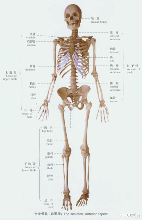 科学家|人类进化没有停?科学家或发现“此前未知”的器官,隐藏很好