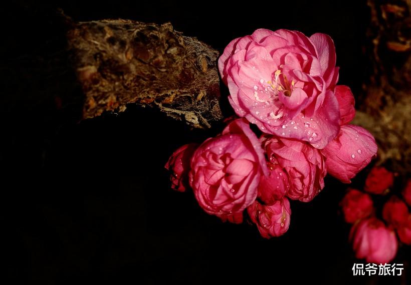 「生肖」恭喜!6月30号3生肖时来运转,财运机缘来,喜事临门,接福