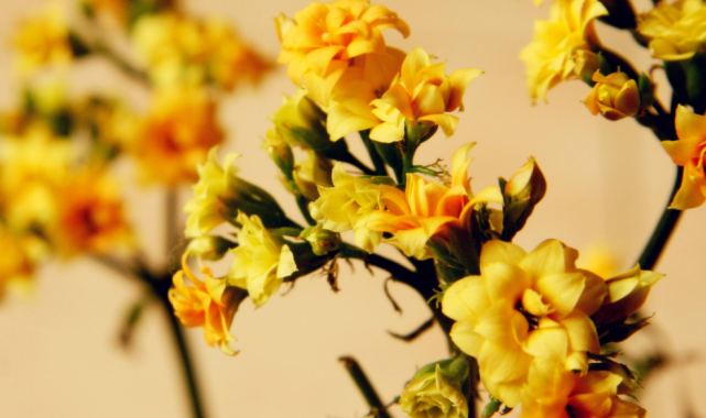 生肖|9月20号这三生肖横财大赚，吉星庇佑，大吉大利，钱财收获多多