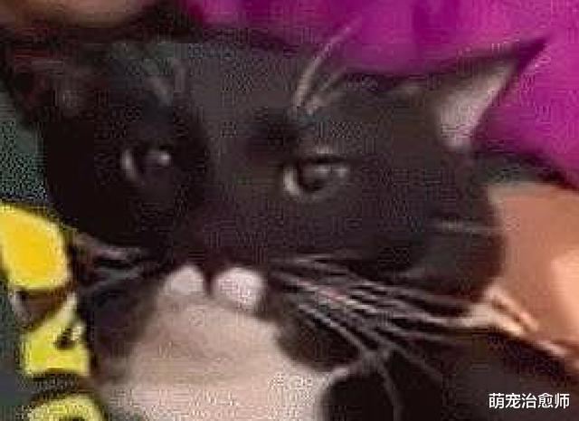 老公搂着猫咪睡觉，它还瞪着网友：看什么看，这男人是属于我的！