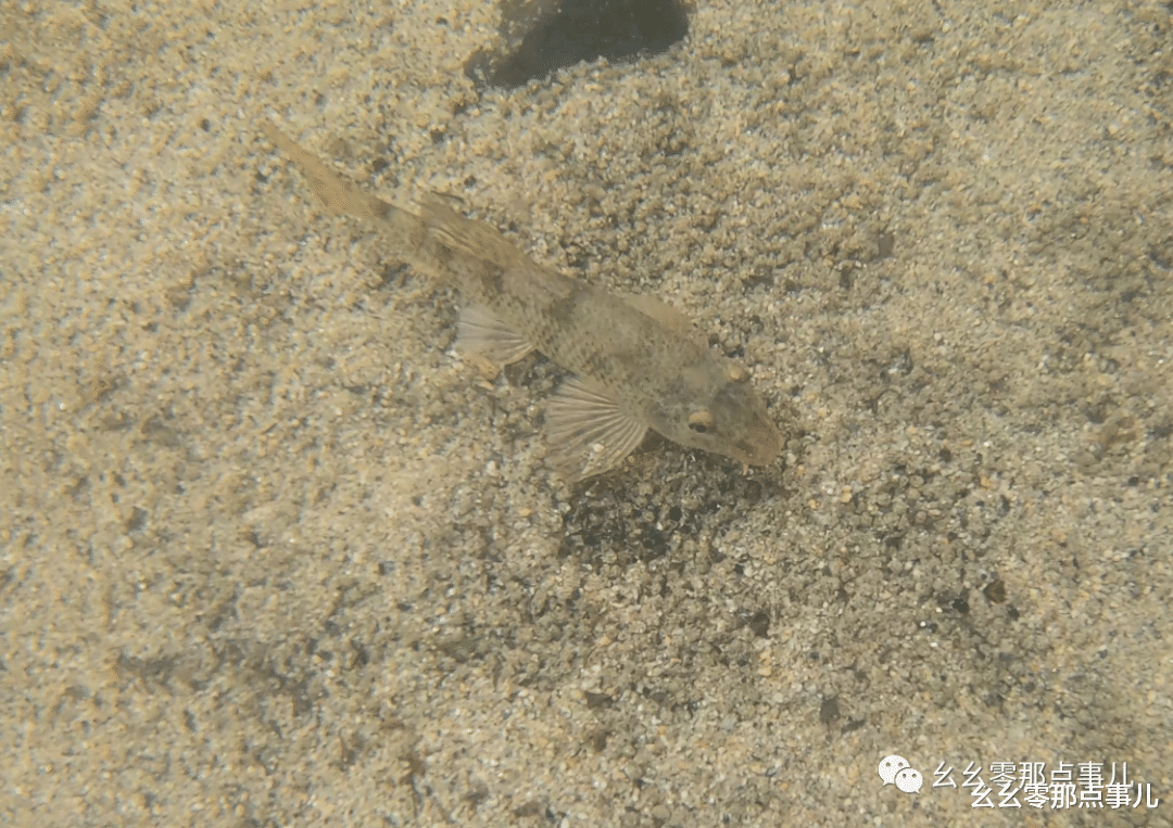 长江|游钓北京那点事儿：鲤妹英勇献身，让我水长城之旅不虚此行！