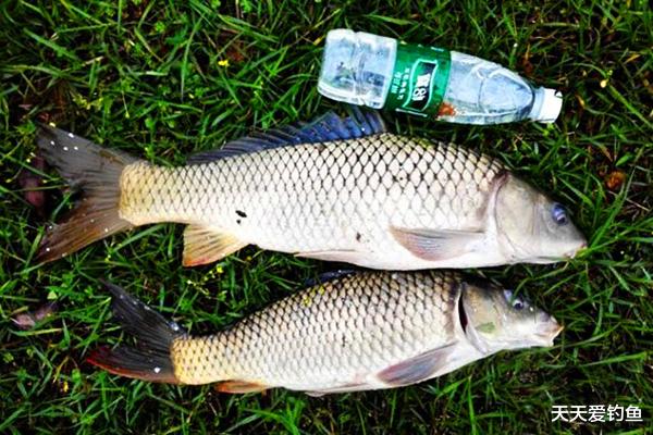 鲤鱼|夏季雨后涨水，在这些位置下竿，保证连竿上鱼，狂拉到手酸！