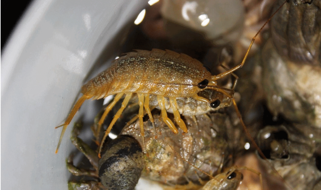 []为什么不能让蟑螂从地球上消失？它们灭绝的后果，我们承担不了