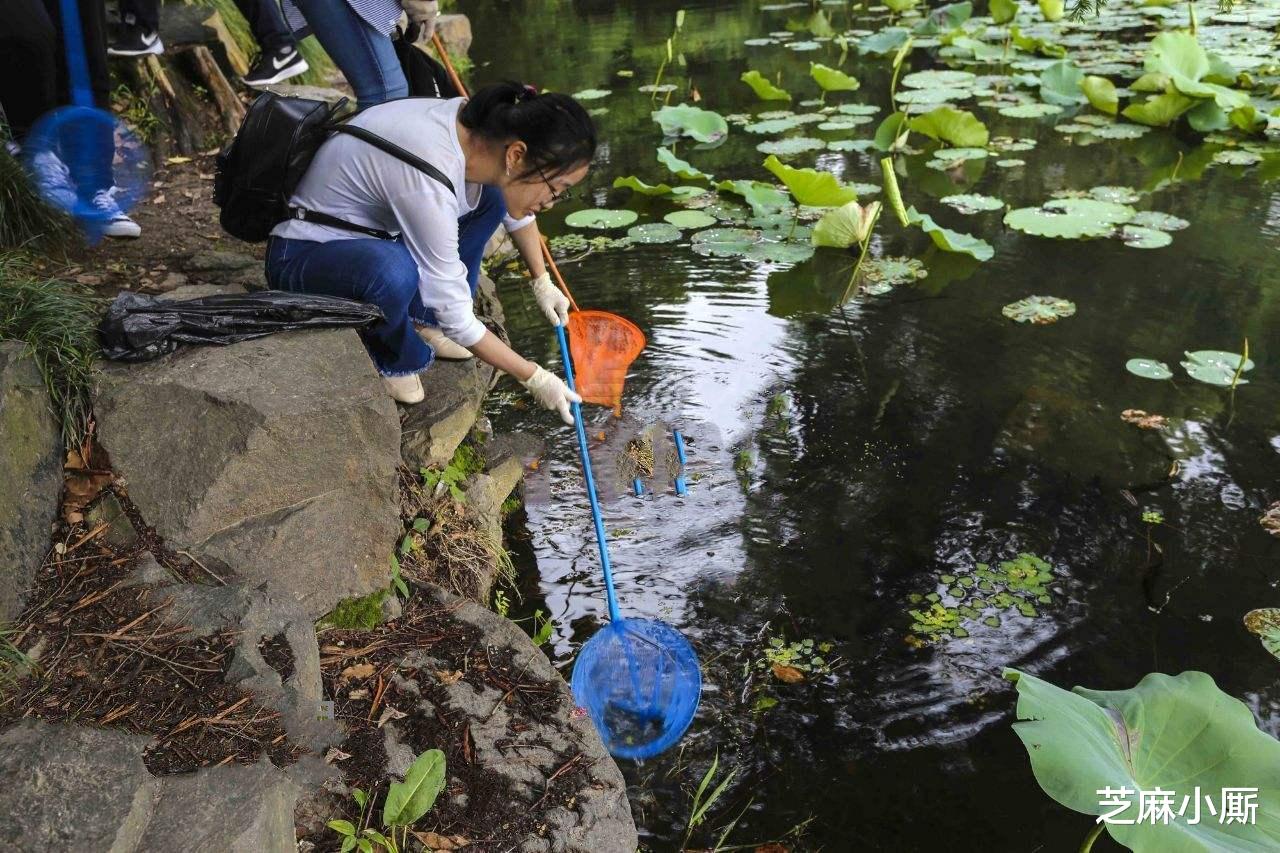 『西湖』入侵西湖的外来物种，为何每逢夏季就泛滥？看看这些游客都干了啥