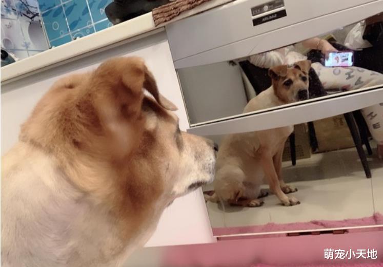 老街出现超萌店小二！双耳对折贴额头灿笑萌晕路人