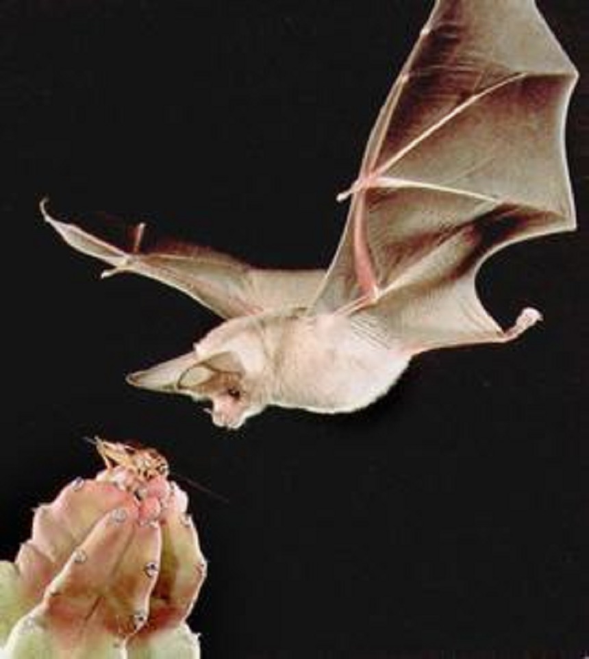 起底疫情“罪魁祸首”：携带超4100种病毒，自身免疫力惊人