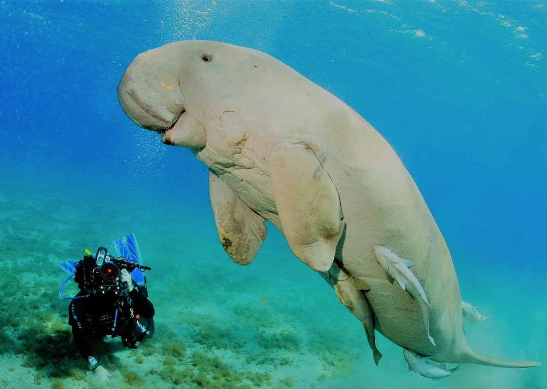 蜂蜜|海水很咸不能喝,那海洋中的鱼是怎么喝到淡水的呢?