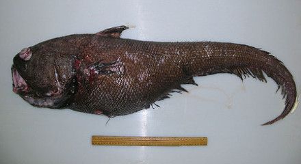 「月球」关于地球的九个惊人事实