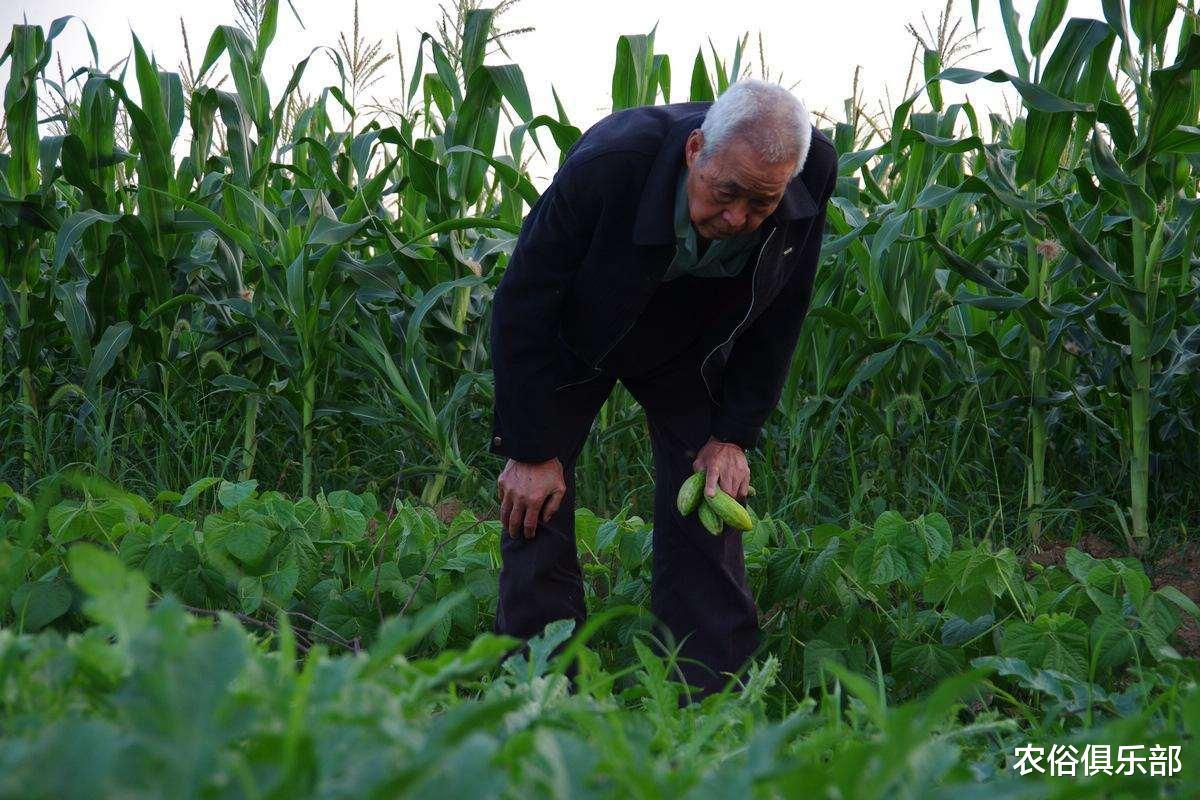 【养老保险】农村养老保险一年一百，政府补贴30，60岁后农民每月养老金是多少