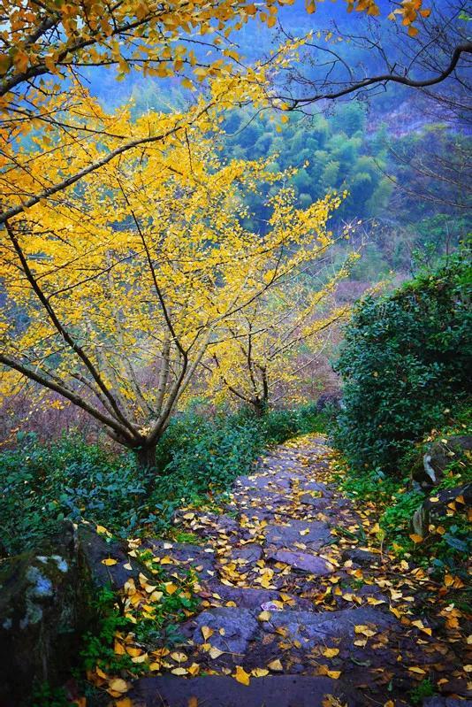 银杏树|全国银杏观赏地图，挑上一个地方去观赏银杏，也不枉过这个秋天