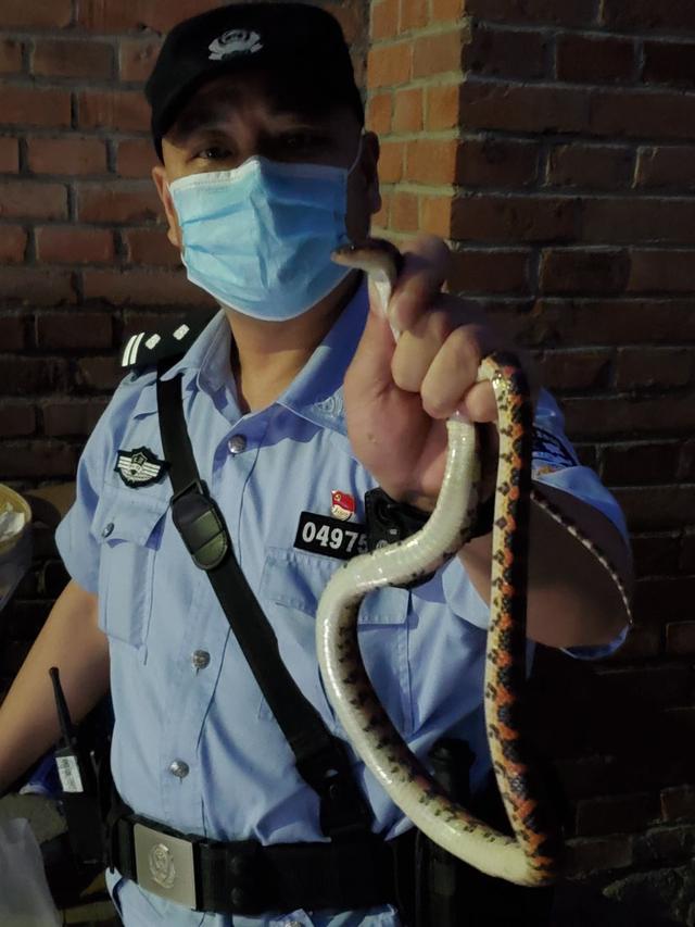 昌平：昌平接连发生两起野蛇入户，所幸均无毒