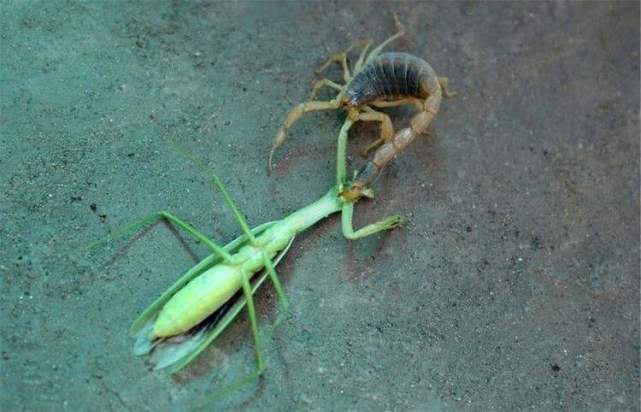 昆虫|螳螂与水蛭的对决，仅凭一招就分出了胜负，千万不要眨眼