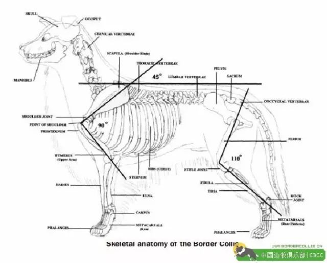 边牧骨骼结构图图片