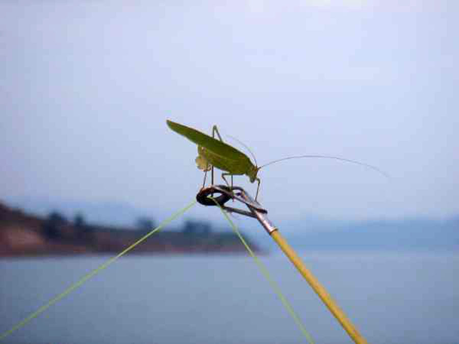 「饵料」纸上谈兵钓不好鱼，结合实战总结几点经验，分享给喜欢野钓的朋友