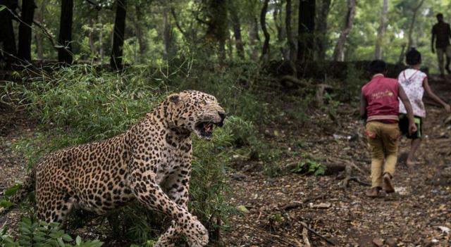 花豹|花豹经常半夜闯入村庄，本以为是想捕猎，真相却让人羞愧不已！