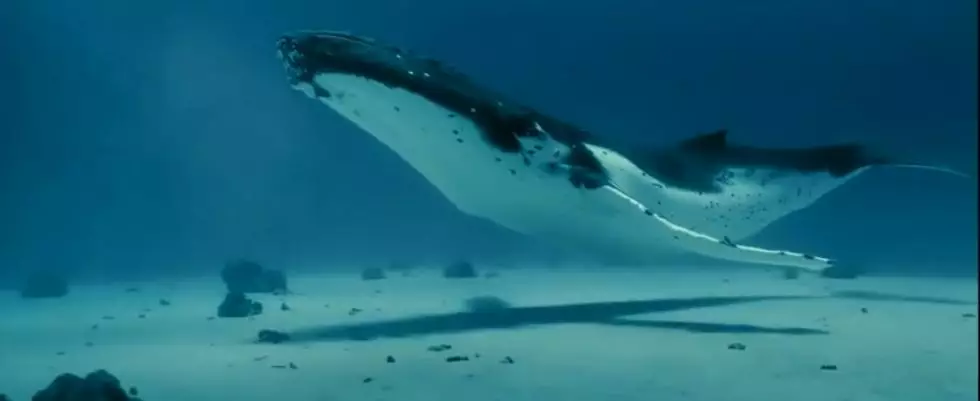 『鲸落』中国南海首次发现鲸落：一鲸落，万物生！这是世界上最浪漫的死亡