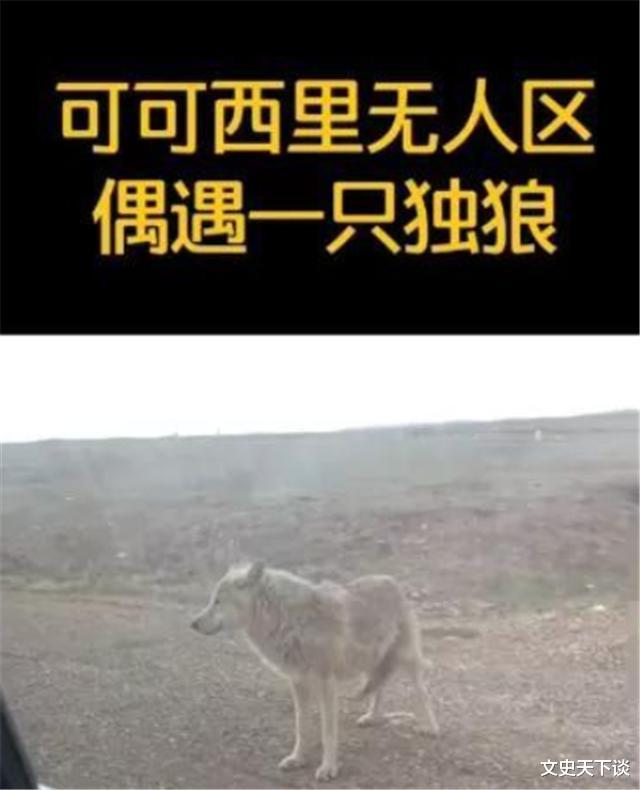 文史天下谈|自称熊的朋友，坚持护熊13年却葬身熊腹，死前6分钟录音被禁播