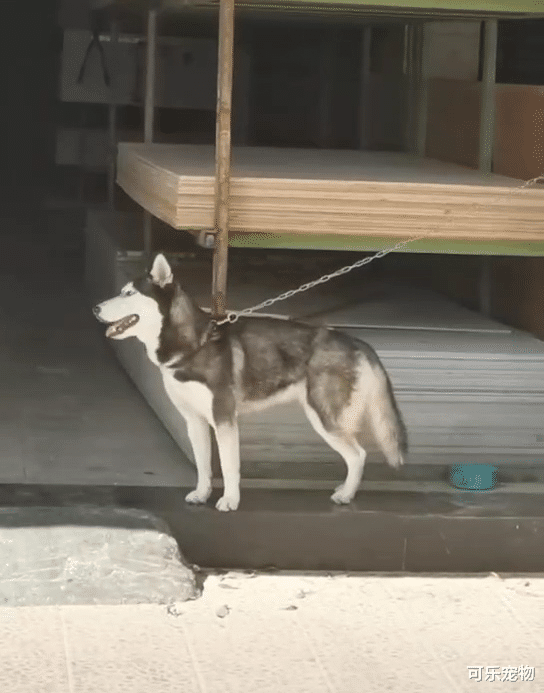 哈士奇街头表演太空步，地砖都盘包浆了，美女出现二哈反应太真实！