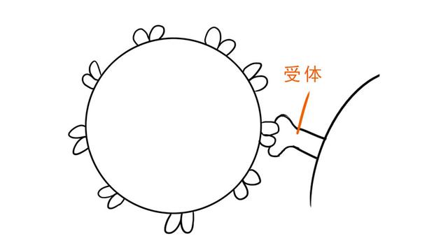 乙肝|张文宏说乙肝能临床治愈，那为什么还有携带者7000多万？