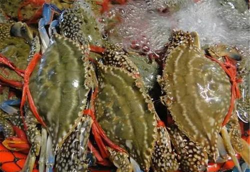 湛江|国内最适合吃海鲜的6座城市，新鲜肥美游客还少，很少有人知道