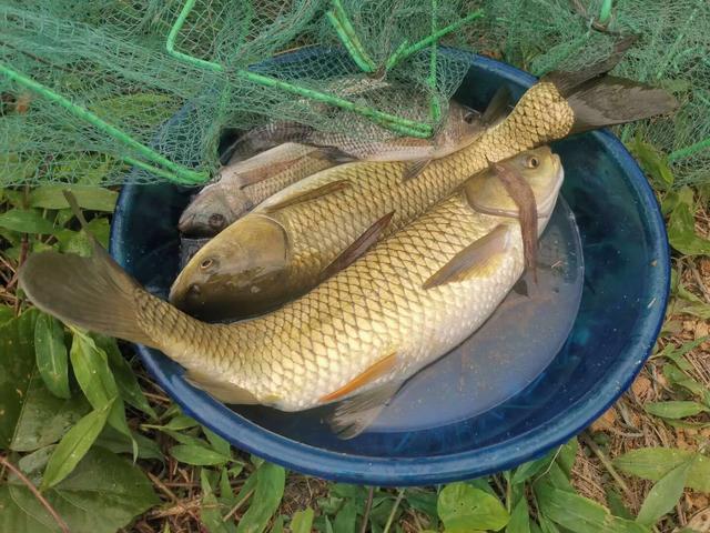 【】曾经无数钓鱼人挑战都屡屡失败的山涧野塘，今日前往探钓感慨万千