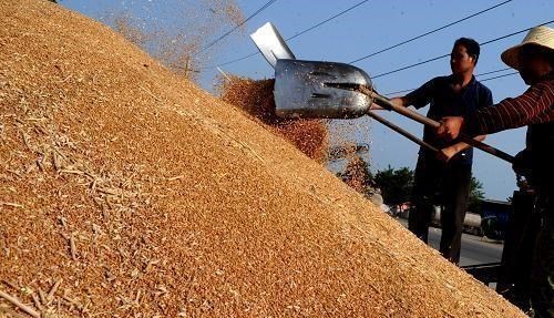 稻谷|10月6日玉米、稻谷主粮上涨，高粱大涨！后市粮价能达多少钱1斤？