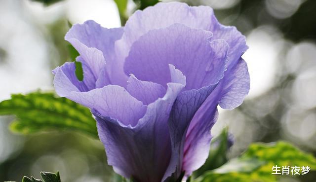 「生肖」5月，旧情人回眸一笑，痴心续缘，3生肖甜蜜复合，缠绵悱恻爱到底