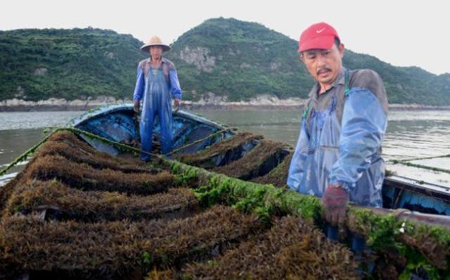 牛奶|日本人眼中的“长寿菜”，我国产量丰富却没人吃，含钙量高于牛奶