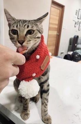 在奶奶家住了两个月，猫咪直接变了个样，虎斑猫从鹅蛋脸变大圆脸