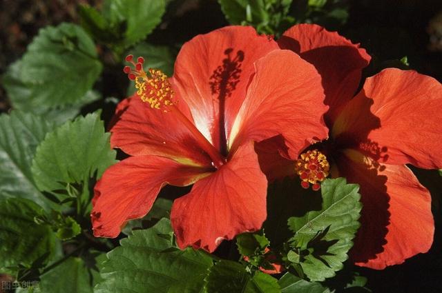 |国产芯片的“芳华”？A股低估值芯片龙头一览（名单）