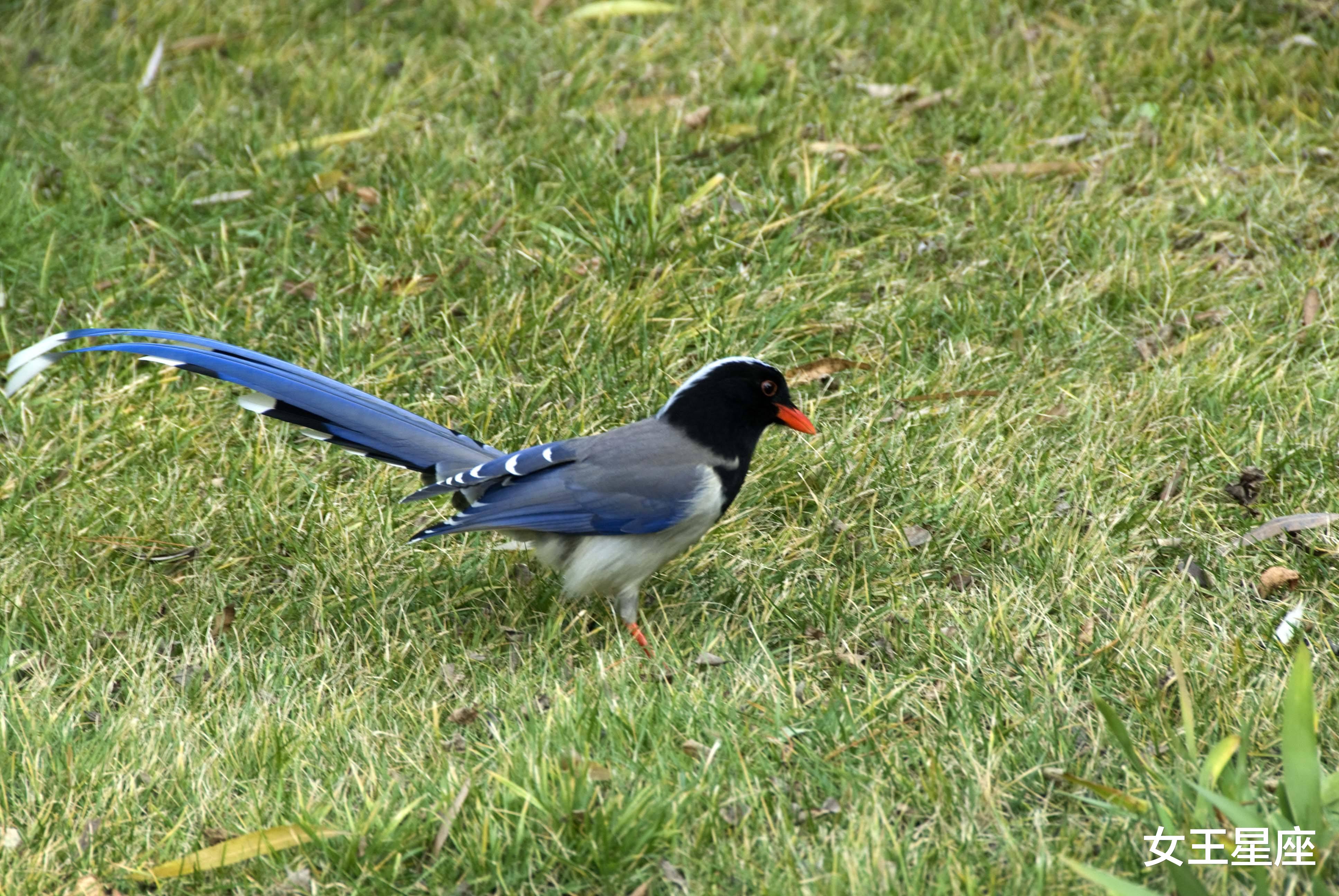#运势#事业爱情大丰收，运势大好，财气逼人，福如东海的生肖