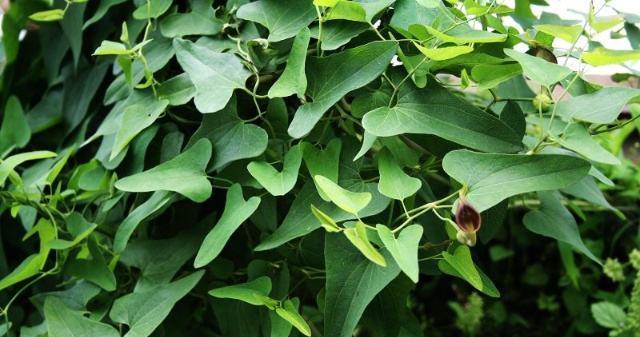 「中药」此物，名为“青木香”，属极品中药，却常被误当杂草，可惜了！