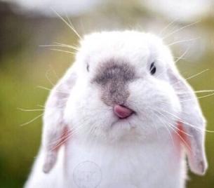 长毛垂耳兔：迷你金毛犬，毛发柔软