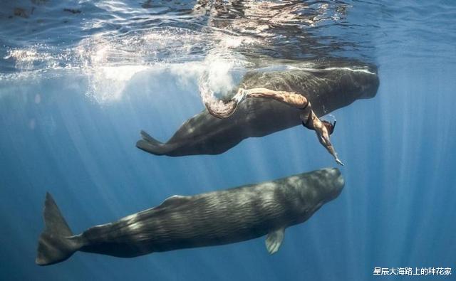 抹香鲸|诡异的鲸排泄物：价值还那么高！为什么取出来不香，拉出来才香？