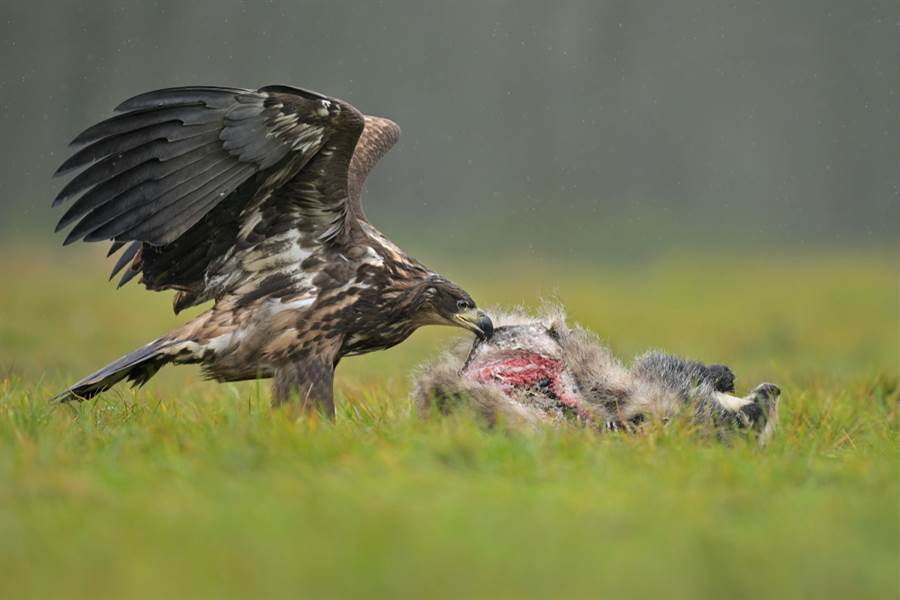 微生物@烂肉里多细菌病毒，为何食腐动物无感呢？