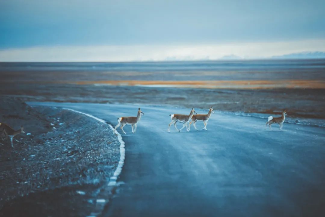 海口|爆红全网的中国版马尔代夫，要关闭了？